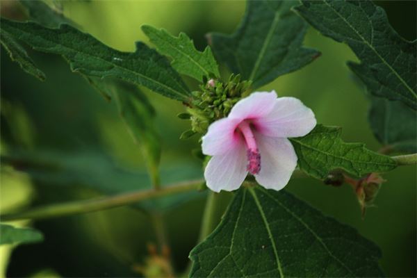 女人梦见摘漂亮的野花